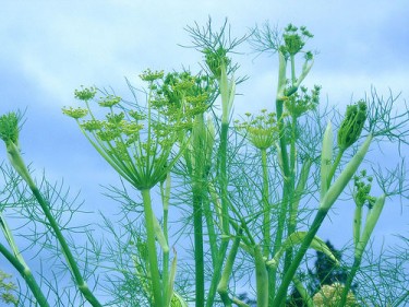 Fennel Plant What is fennel good for