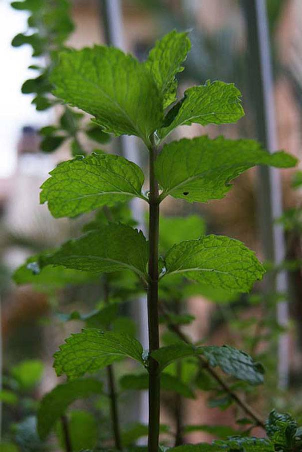 Peppermint Drops Herbal Tincture For Bloating & Gas Relief - Natural Mint Digestive Aid, 15ml (Chemax Pharma)